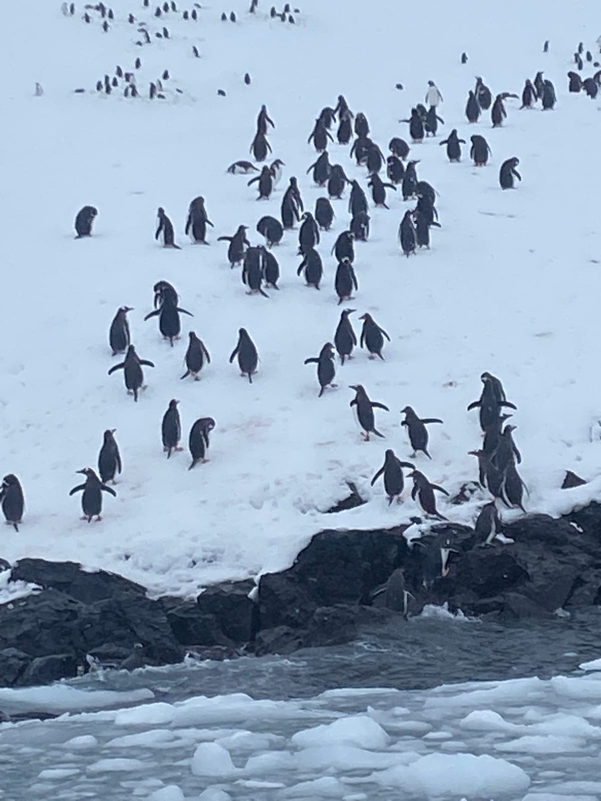 ANTARCTICA
