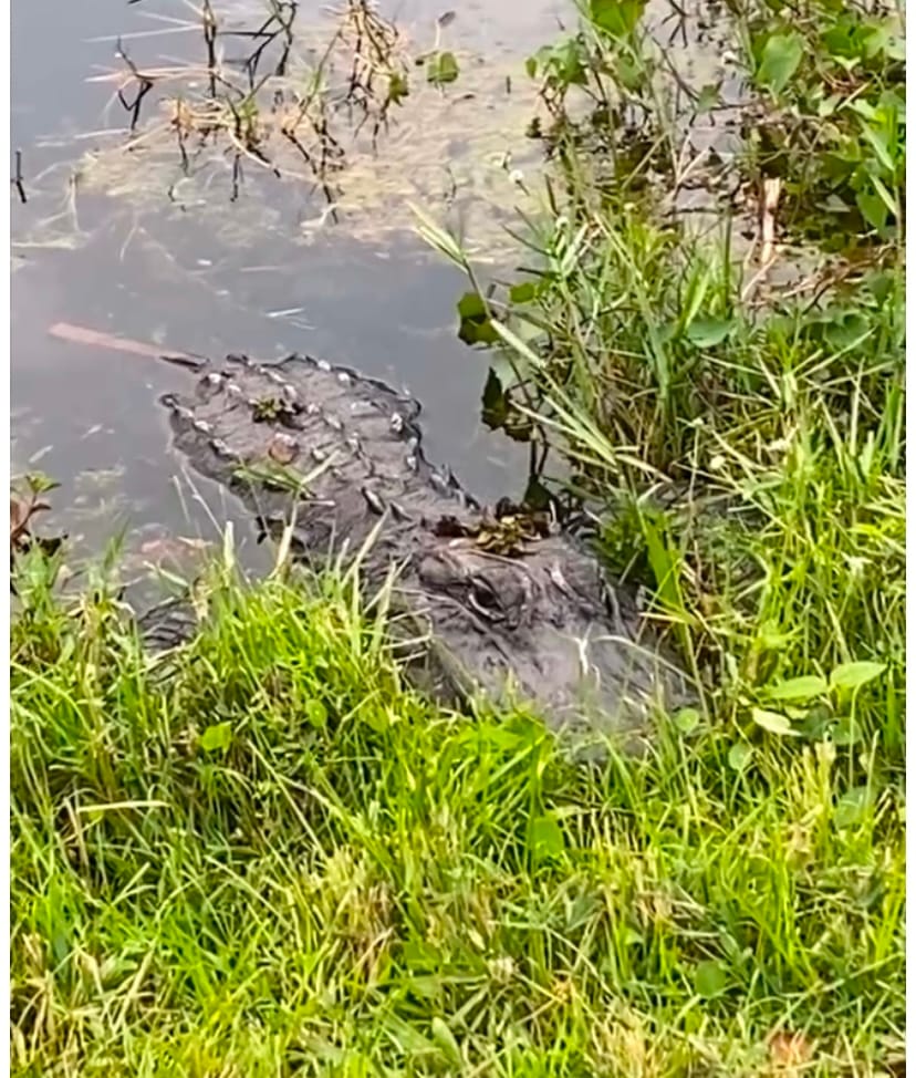 EVERGLADES