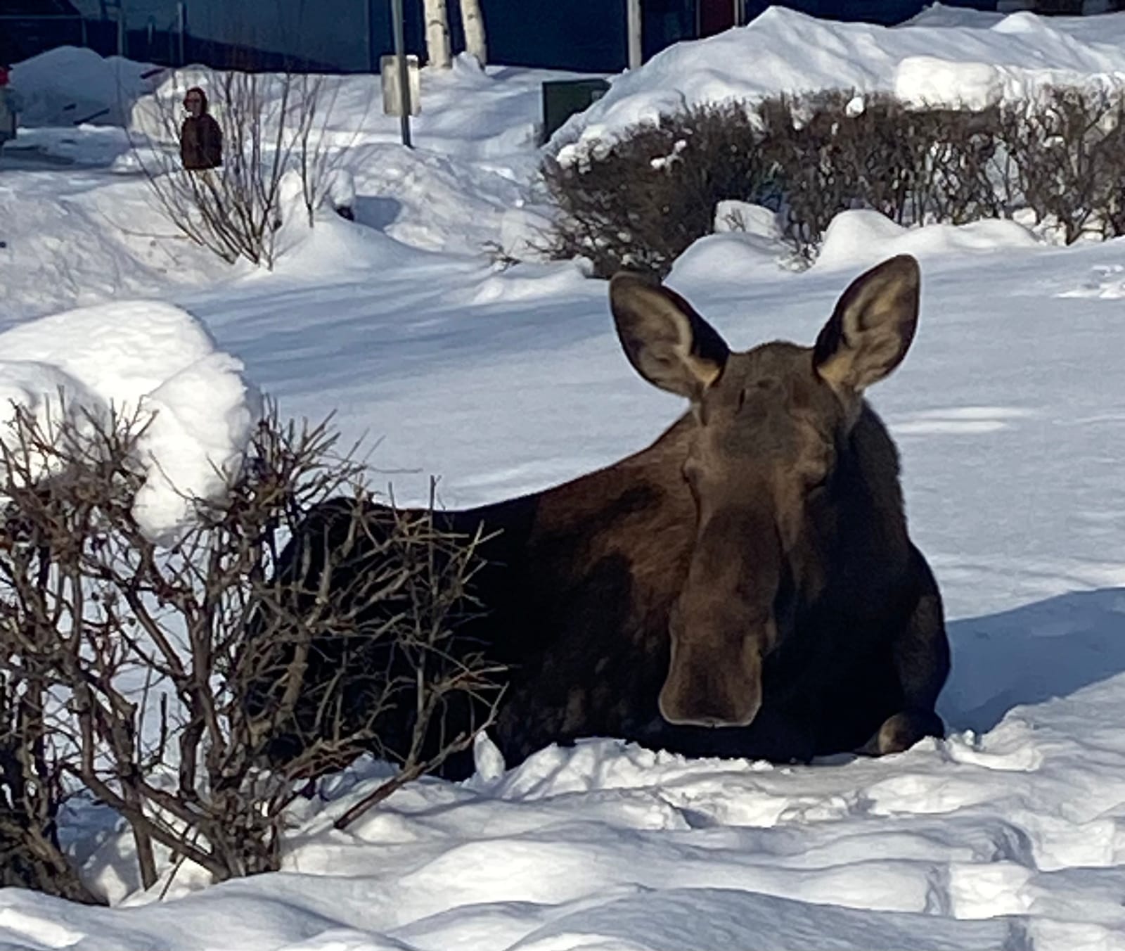 ALASKA