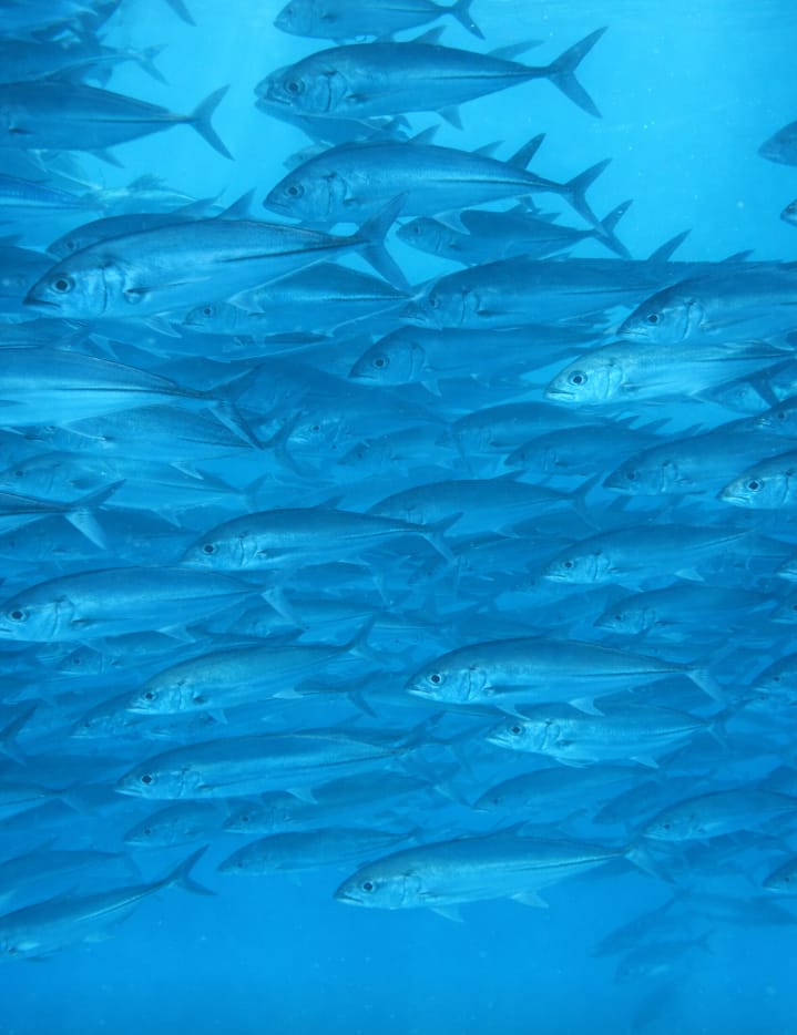 GREAT BARRIER REEF
