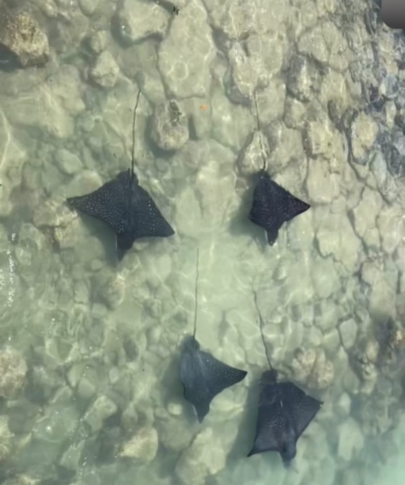 SANTA CRUZ ISLAND