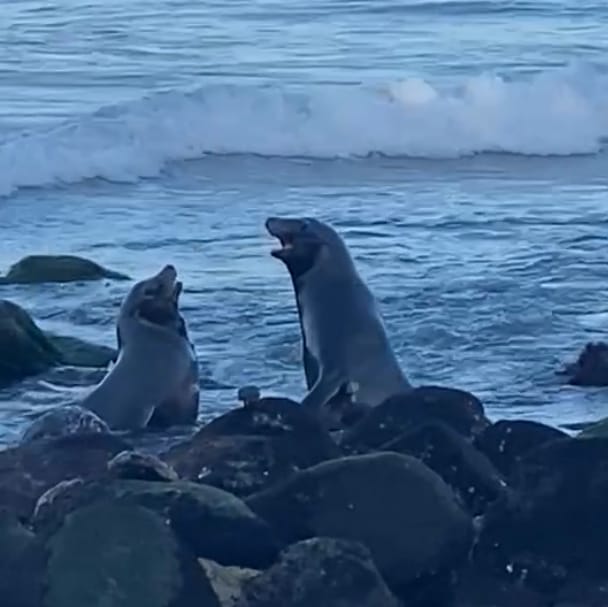 SAN DIEGO